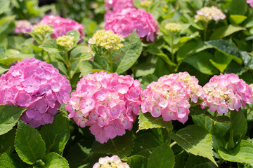 鮮やかなピンクの紫陽花