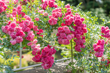 満開の鮮やかなピンクのつるバラ　レッド・ドロシー・パーキンス　 Red Dorothy Perkins © Chiho Oki