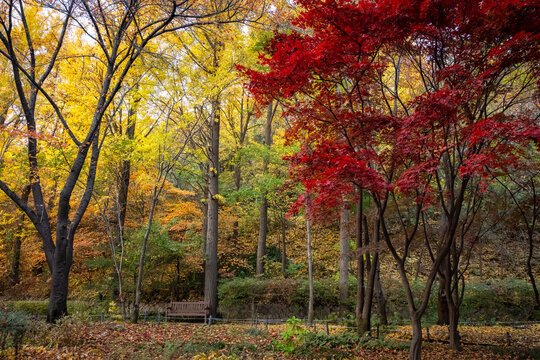 Vibrant Autumn Grove in Namsan Botanical Garden During Peak Fall Colors at Namsan Park in Seoul South Korea