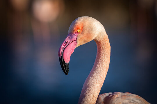 Head of a pink flamingo isolated. The bird is lighten up by the sunset highlighting the shape of its feathers and beak. The animal is calm and composed.