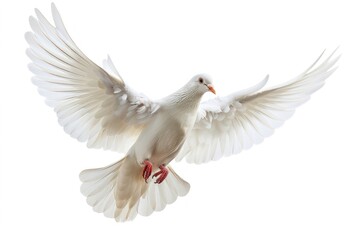 Obraz premium White dove flying bird feathered graceful.