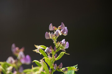 Close up of purple flower in the garden. Shallow depth of field.