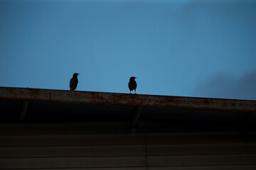 two birds sitting on the roof of the house in the evening.