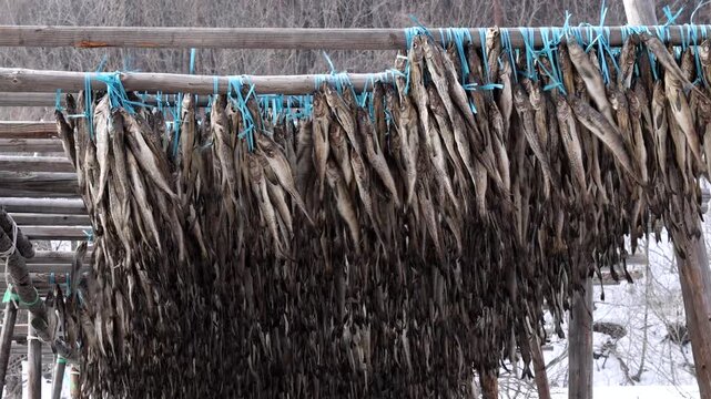 Walleye pollock, drying pollock, 황태, 명태, 덕장