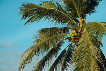 Coconut palm tree and fruit against blue sky with warm sunlight