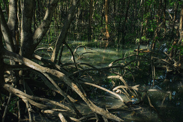 Complex mangrove tree roots in swamp water with dramatic light