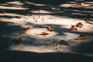 Dry brown leaves on concrete floor with tree shadows