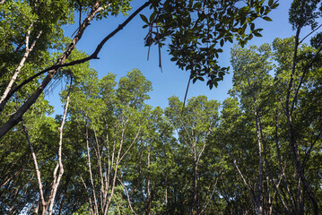Green mangrove forest trees under clear blue sky