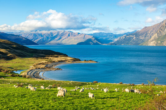 Sheep grazing by the shore at Bottom Bay, Lake Hawea, New Zealand