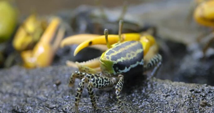 Close up view of green a small male Motley Fiddler Crab (Austruca variegata) on the rock.