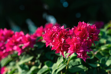 Vibrant pink Bougainvillea flowers with bokeh light background