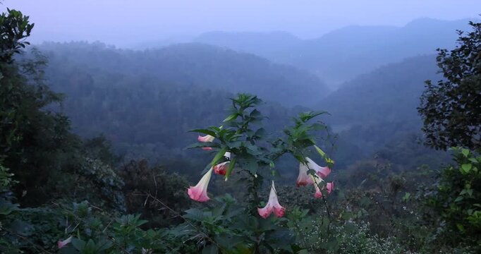 Angel`s Trumpet flowers in the middle of scenic western ghats landscape during morning in Coorg, India.