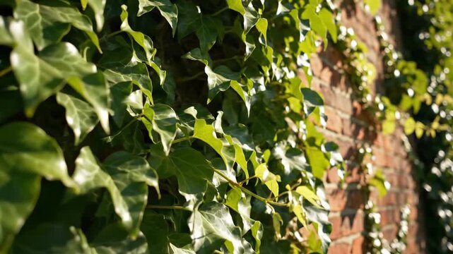 Ivy Covered Brick Wall - Lush green ivy grows across a weathered red brick wall. Sunlight filters through the foliage, creating dappled shadows and highlighting the texture of the brick.