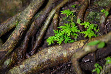 Fototapeta premium Lush Green Fern Among Tree Roots in a Dark Forest Setting