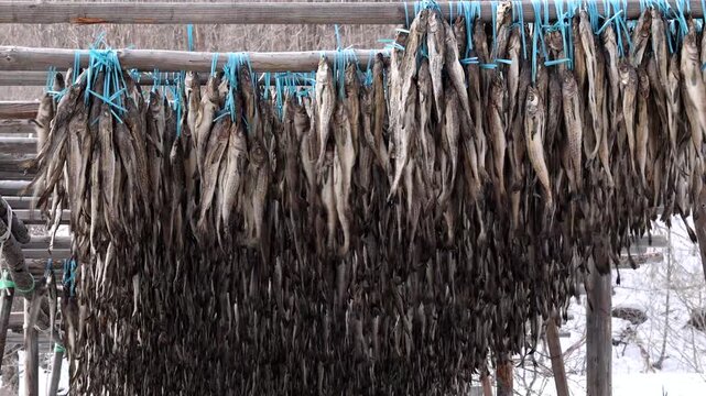 Walleye pollock, drying pollock, 황태, 명태, 덕장