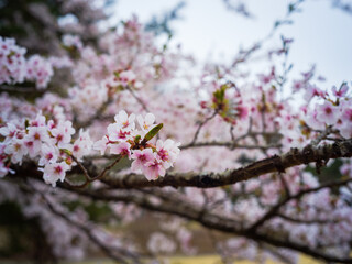 Fototapeta premium cherry tree blossom