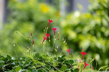 A cluster of vibrant, small red morning glory flowers and buds amidst lush green foliage