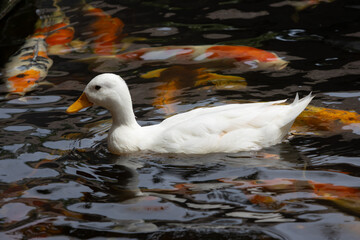 A lone white duck with an orange beak floats on a dark, rippling pond, with blurred shapes of golden koi fish