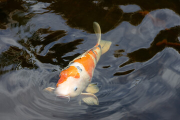 Orange and White Koi Fish in a Pond