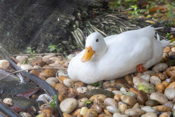 A pristine white duck with an orange beak and feet, resting calmly
