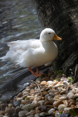 A plump, white duck stands on one leg, with its head tilted, looking directly at the camera. It is perched on a rocky bank next to a large tree trunk