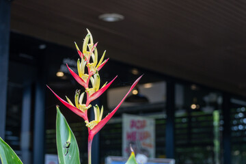 Vibrant Red and Yellow Heliconia Flower with nature Background