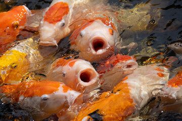 An extreme close-up of a dense group of colorful koi fish with their mouths open, creating a chaotic and active scene