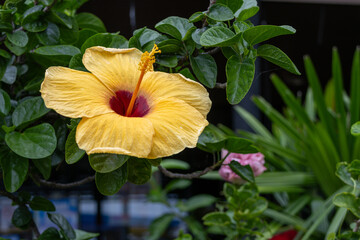 Yellow Hibiscus Flower with Dark nature Background