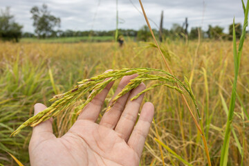 hand gently holding a single ear of mature, golden rice grain, with a blurred, yellow rice field in the background.
