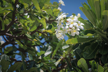 White plumeria flowers blooming on a tree with bright green leaves under a clear blue sky and sunlight