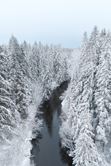 Snowy trees by a river in Southeast Alaska