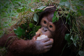 The baby of Orangutan which is native to the rainforests of Indonesia.