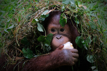 The baby of Orangutan which is native to the rainforests of Indonesia.