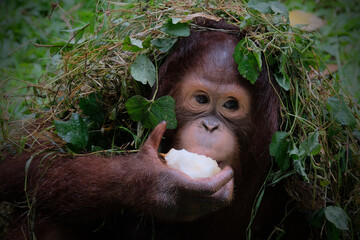The baby of Orangutan which is native to the rainforests of Indonesia.