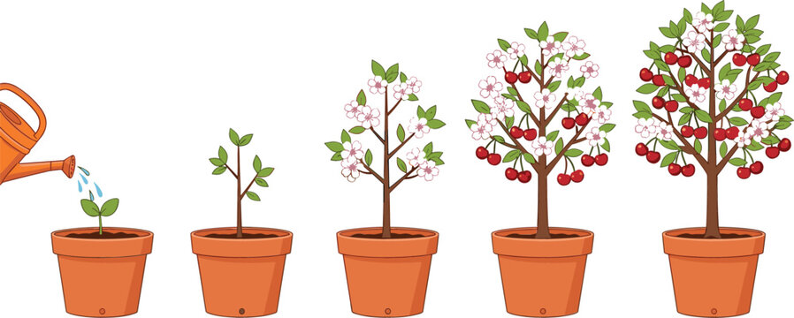 Growth stages of cherry tree in pot from sprout to fruit bearing plant with watering can vector illustration