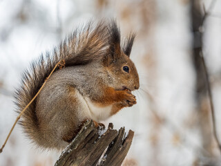 Obraz premium The squirrel with nut sits on tree in the winter or late autumn