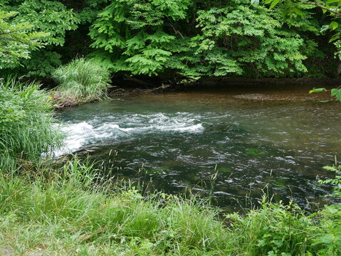 Rain-Swollen Chitose River Surrounded by Green Forest in Summer, Hokkaido, Japan