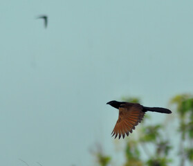 Centropus nigrorufus on fly
