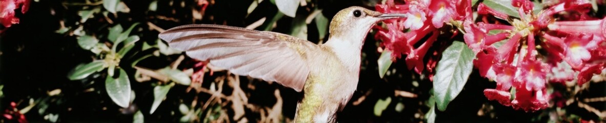 Obraz premium Authentic Ruby-throated Hummingbird Feeding on Vibrant Lantana Premium Nature Capture for Botanical Garden Marketing and Editorial Content