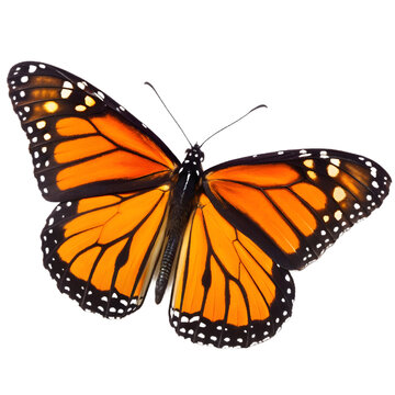 A vivid image of a Monarch Butterfly with its wings spread wide, showcasing its striking orange and black pattern with white spots.
