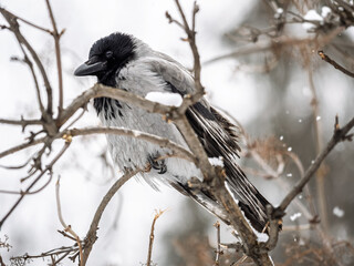 Obraz premium A hooded crow sitting on a tree