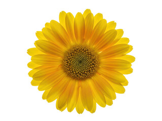 Fototapeta premium Vibrant yellow flower with delicate petals and a prominent center, perfect for floral designs and decorations isolated on transparent background