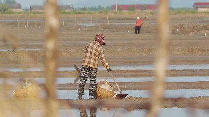 Women farmers gathering salt piles in traditional fields, Cambodia