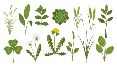 Realistic green grasses herbs and wild plants flat vector set isolated on transparent background © MdRoni