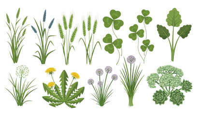 Wild grasses herbs and green plants realistic flat vector illustration set isolated on transparent background © MdRoni