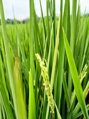 Obraz premium grains of rice that are starting to turn yellow in the rice fields