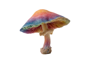 A vibrant mushroom featuring a red cap adorned with white dots, isolated on transparent background