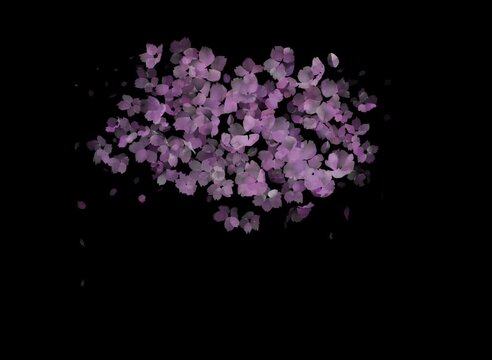 Cherry blossoms Sakura animation, petals falling gracefully against black background