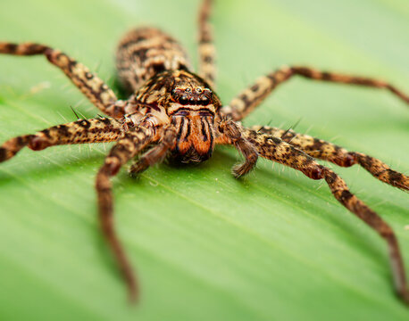 Australian Jungle Huntsman spider or Heteropoda jugulans.