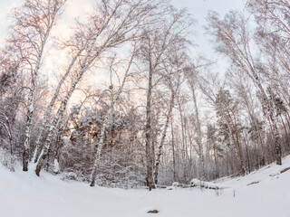 Fototapeta premium Beautiful winter landscape. Trees in the snow in a clearing on a cold day.